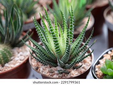 Close-up of a Haworthia zebra plant in natural sunlight. A small succulent plant with short leaves and bands of white tubercles. The Ornamental plant for decorating in the garden or home decor.