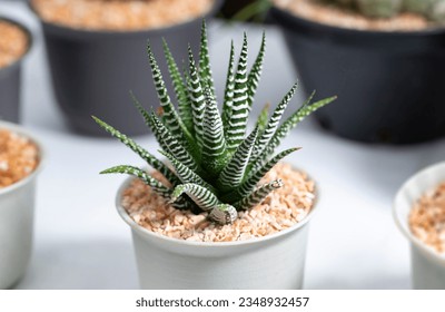 Close-up of a Haworthia zebra plant in a white potted. A small succulent plant with green leaves, slender, and white tubercles. The Ornamental plant for decorating in the garden or room decor.