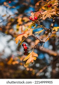 Close-up Of A Hawthorn Branch: Red Hawthorn Berries And Autumn Orange Leaves. Against The Background Of The Blue Sky. No People. Vertical. Autumn On The Tree