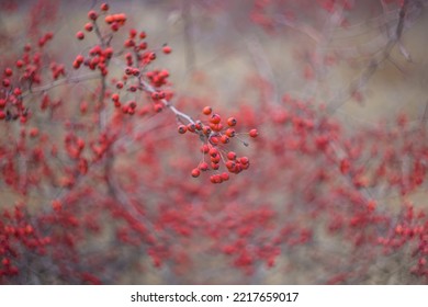 Closeup Hawthorn Bush With Ripen Berries