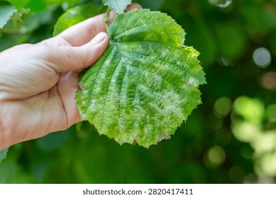 Close-up of a hazelnut leaf affected by powdery mildew fungus in a garden. plant disease, gardening problem, botanical nature detail.