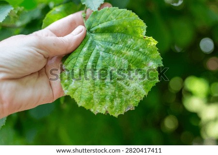 Close-up of a hazelnut leaf affected by powdery mildew fungus in a garden. plant disease, gardening problem, botanical nature detail.