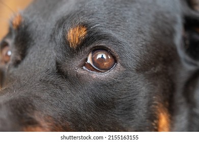 2,011 Eyebrows dog Images, Stock Photos & Vectors | Shutterstock