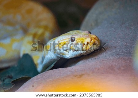 A close-up of the head of an albino Burmese python.