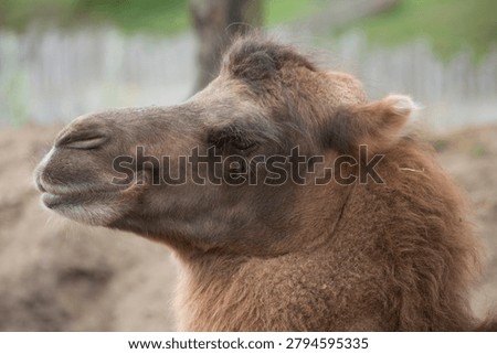 closeup head of the Bactrian camel, Camelus bactrianus