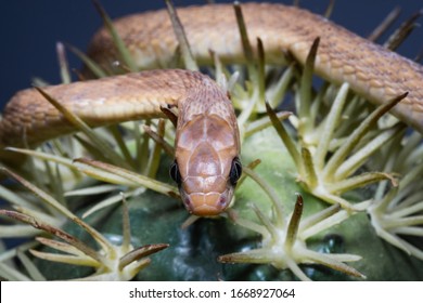 Close-up Of The Head Of A Black Mamba. Its Powerful Poison Fulminates The Prey In Seconds Macro