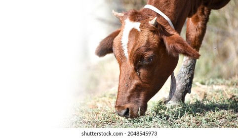 Closeup Head Of Brown And White Cow With White Space For Text, Banner Design  For Agriculture  And Food Industry