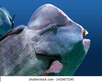 Close-up of the head of a Bumphead Parrotfish - Underwater at dive site Sipadan in Malaysia.