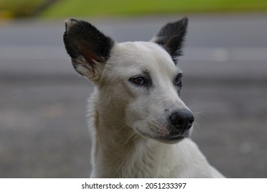 can a canaan dog live in cuba