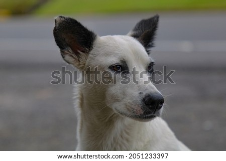 A closeup of the head of a Canaan dog on a street