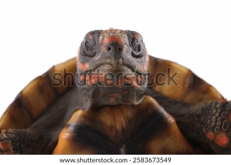 Close-up of a head cherry head red-footed tortoises isolated on white, Chelonoidis carbonarius