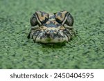 Closeup head of Chinese Alligator (Alligator sinensis) also known as the Yangtze Alligator. The species is a crocodilian endemic to China. 