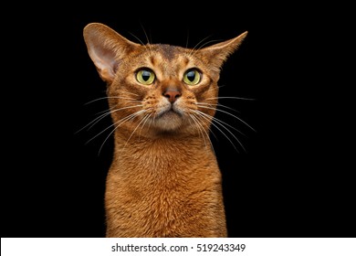 Closeup Head Of Clumsy Abyssinian Cat In Front Portrait With Curious Face, Isolated On Black Background