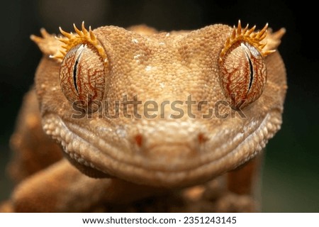 The closeup head of Crested Gecko (Correlophus ciliatus) is a species of gecko native to southern New Caledonia.