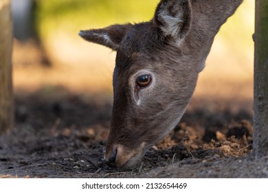 Close-up of the head of a deer.