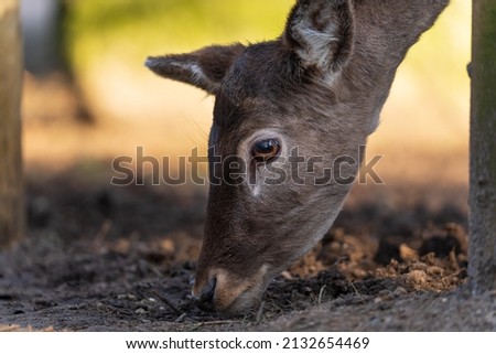 Close-up of the head of a deer.