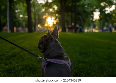 Close-up Of The Head And Ears Of A French Bulldog Standing With Its Back To The Camera Looking Ahead At The Sunset