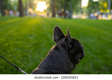 Close-up Of The Head And Ears Of A French Bulldog Standing With Its Back To The Camera Looking Ahead At The Sunset