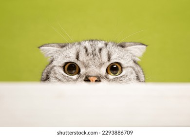 Close-up of the head and eyes of an American Shorthair cat, indoors, clean background, green background. - Powered by Shutterstock