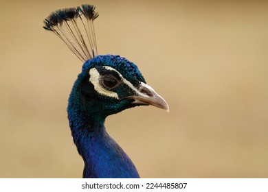 A close-up of the head and face of a male Indian Peafowl or Peacock (Pavo cristatus) with a brown or beige neutral background with plenty of copy space. Taken in Victoria, BC, Canada.