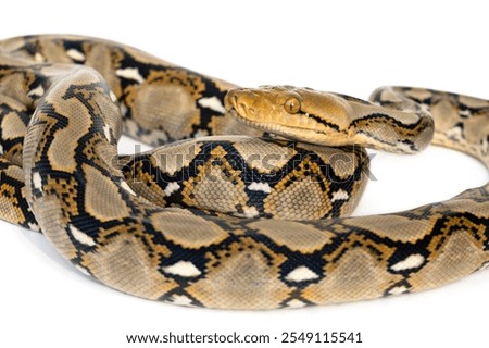 Close-up of the head and face of Small Snake Reticulated Python - Malayopython reticulatus 
coiled up and ready to attack isolated on white background.