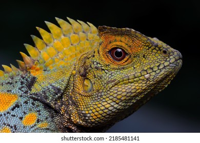 Closeup head forest dragon lizard male on isolated background, Fores dragon closeup head
