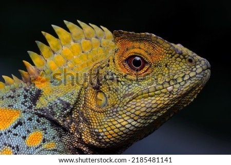 Closeup head forest dragon lizard male on isolated background, Fores dragon closeup head