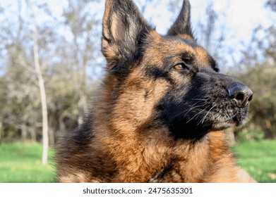 Close-up of the head of a German Shepherd dog, beige and black, with erect ears, lying down with the head turned towards the right of the photo, looking attentively into the distance. Blurred trees