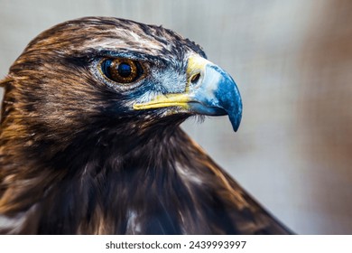 Close-up of the head of a golden eagle with the background out of focus.