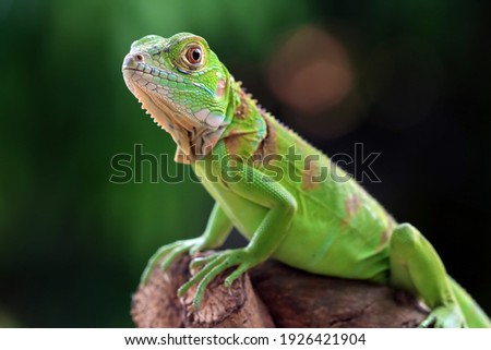 Closeup head of green iguana, Green iguana side view on wood, animal closeup