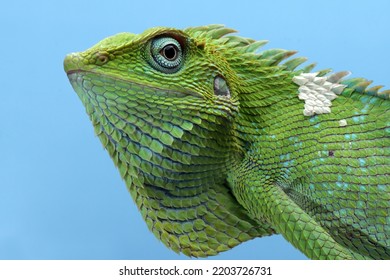 Closeup head of Green lizard with blue background, Green lizard closeup head, Closeup head Jubata Lizard