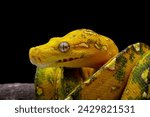 Close-up head of a green tree python on branch, Morelia viridis
