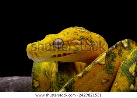 Close-up head of a green tree python on branch, Morelia viridis