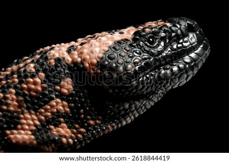 Closeup head Heloderma suspectum on isolated background, a Head Gila Monster isolated on black background