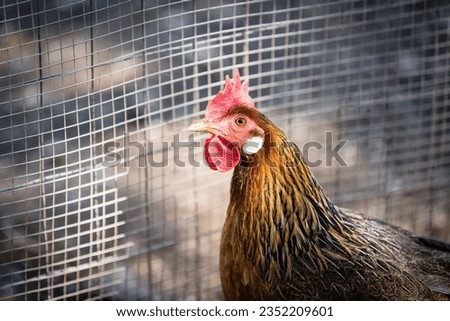 Closeup of a head of a hen on a sunny day with a metal mesh fence in the background