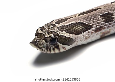 839 Blow snake Images, Stock Photos & Vectors | Shutterstock