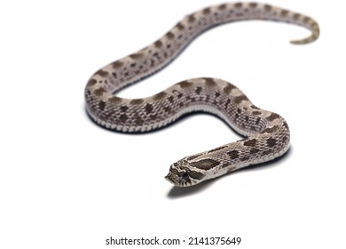 839 Blow snake Images, Stock Photos & Vectors | Shutterstock