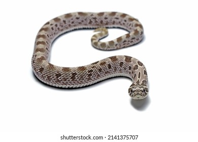 839 Blow snake Images, Stock Photos & Vectors | Shutterstock