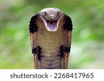 Closeup head of king cobra snake, closeup head king cobra with natural background