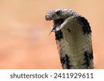 Closeup head of king cobra snake, closeup head king cobra with natural background