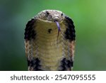 Closeup head of king cobra snake, closeup head king cobra with natural background