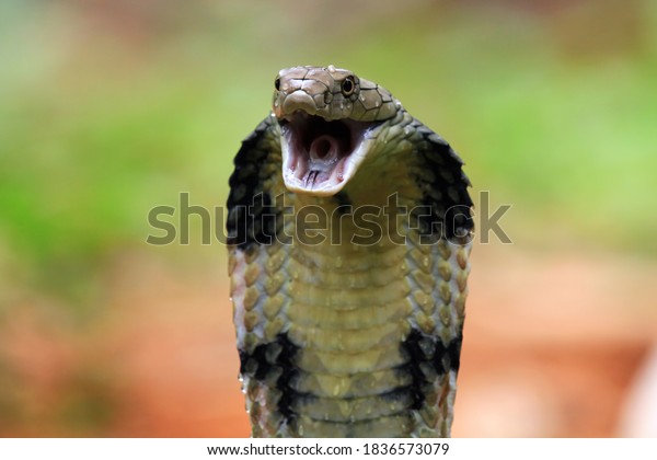 Closeup head of king cobra snake, king cobra\
closeup face, reptile\
closeup