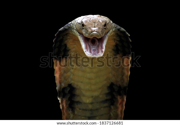 Closeup head of king cobra snake,\
king cobra closeup face, reptile closeup with black\
background