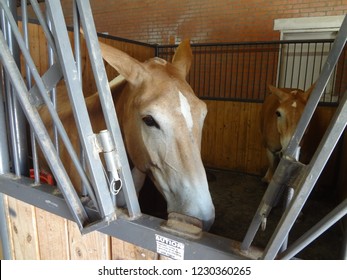 Closeup Of Head Of Mule At Missouri State Fair