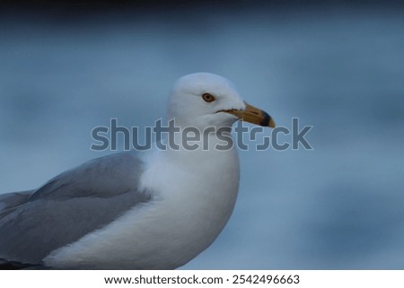 A closeup of a head and neck of a ring-billed gull (Larus delawarensis)