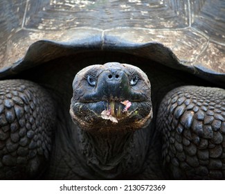 2,440 Tortoise mouth Images, Stock Photos & Vectors | Shutterstock