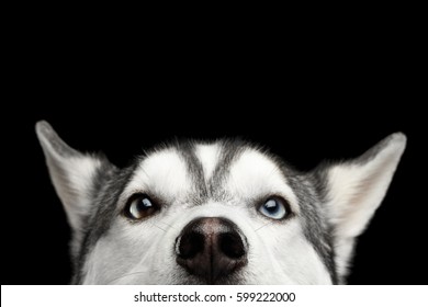 Nahaufnahme Kopf des peeking sibirischen Husky Hund mit blauen Augen auf isoliertem schwarzem Hintergrund, Draufsicht
