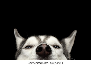 Close-up Head of peeking Siberian Husky Dog with blue eyes on Isolated Black Background, Front view
