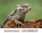 Closeup head of Phrynosoma, are known as the Horned Lizards, Horny Toads, or Horntoads, is a genus of North American Lizards. 