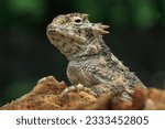 Closeup head of Phrynosoma, are known as the Horned Lizards, Horny Toads, or Horntoads, is a genus of North American Lizards and the type genus of the family Phrynosomatidae. 